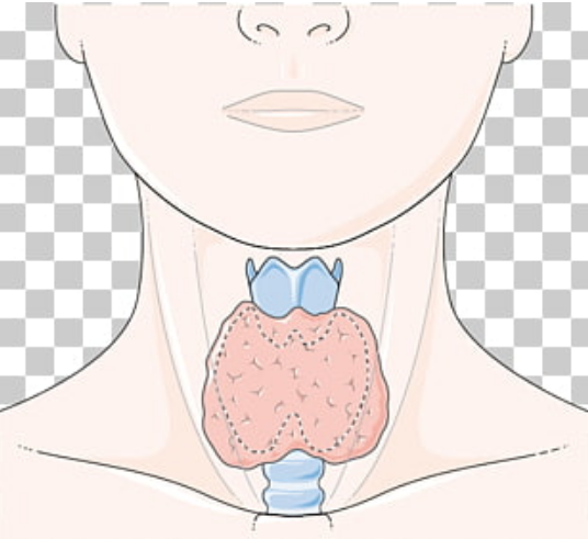 Blog - April 12 thyroid.png